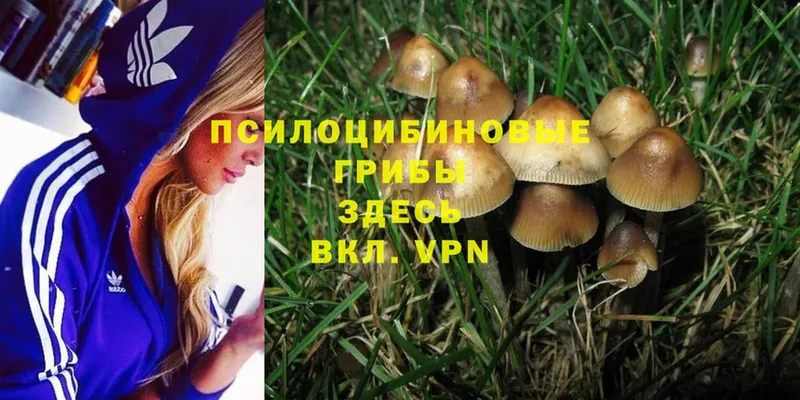 shop состав  как найти закладки  Аркадак  Псилоцибиновые грибы Psilocybe 